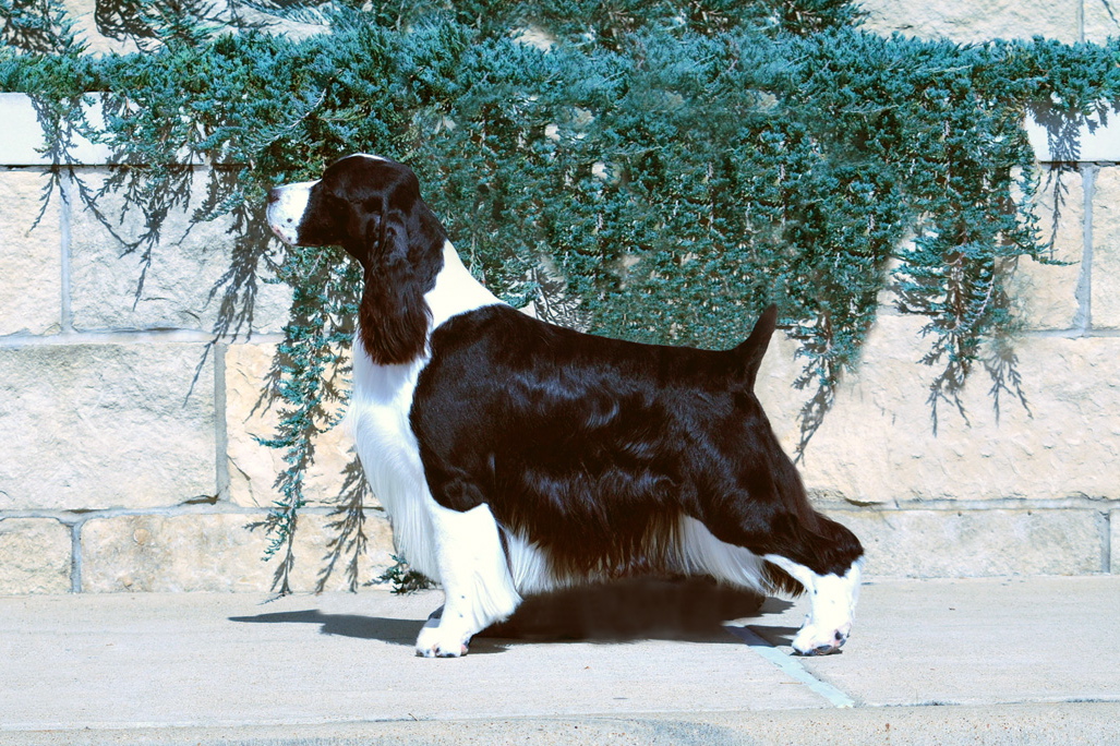 English Springer Spaniel image: Ch Sunkissed Chamber Of Secrets 'Harry'