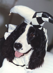 English Springer Spaniel image: Ch Jester's Sunkissed Breeze