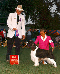 English Springer Spaniel image: AKC  / WWKC Ch Jester's Sunkissed Music Man