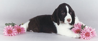 English Springer Spaniel image: Tessa as a puppy